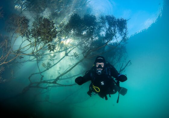 Forest dive @Ponikve or the 